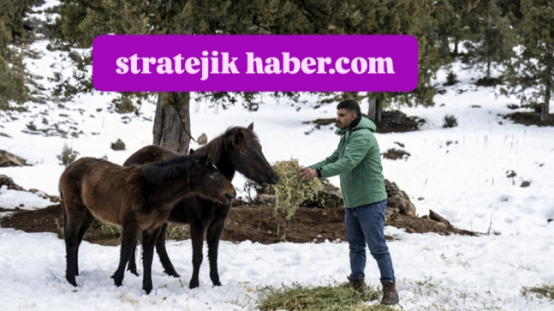 Büyükşehir Toros Dağları'ndaki Yılkı Atlarını Besledi