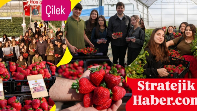 Tarsus'ta Topraksız Tarım yöntemi ile yetiştirilen Çileklerin hasadı yapıldı